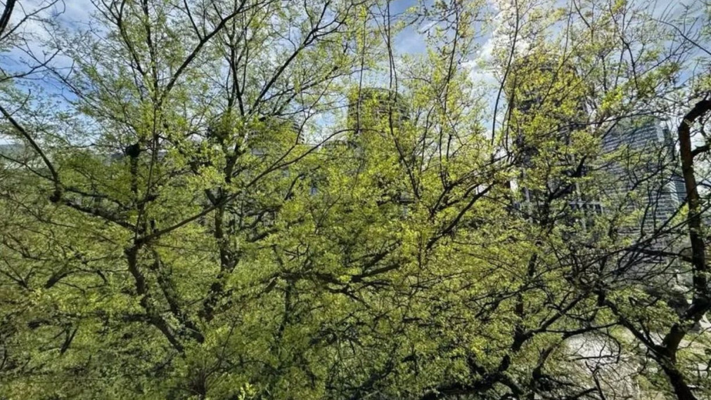 Nová garsónka, Bratislava I TOP