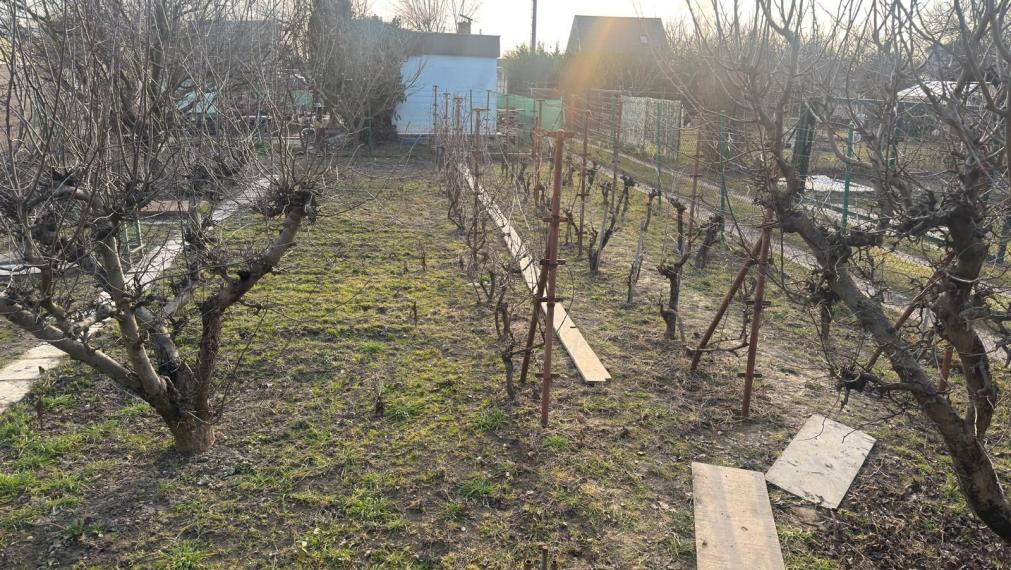 Na predaj záhrada s podpivničenou chatkou v Podunajských Biskupiciach