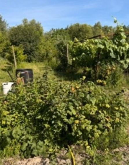 Na predaj záhrada s výmerou 444 m2, situovanú v tichej záhradkárskej oblasti 