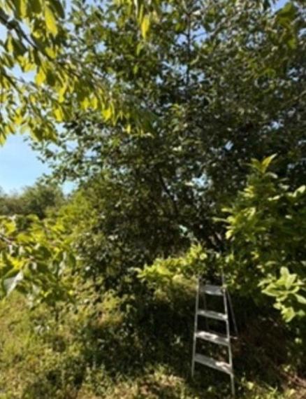 Na predaj záhrada s výmerou 444 m2, situovanú v tichej záhradkárskej oblasti 