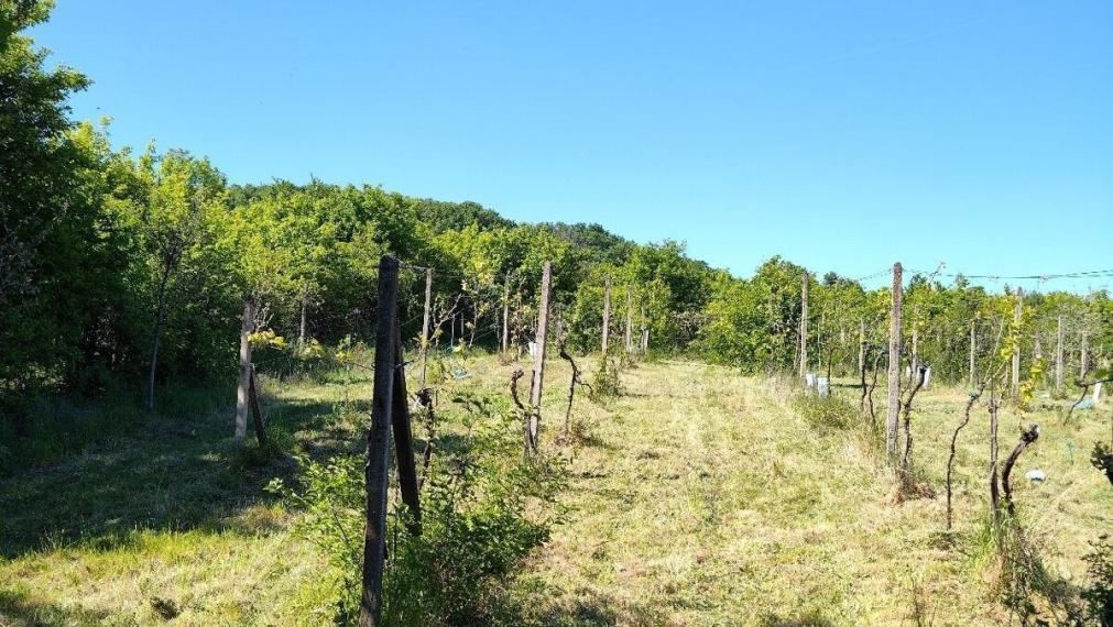 Na predaj rekreačná chatka s veľkým slnečným pozemkom pri Kučišdorskej doline – Pezinok TOP