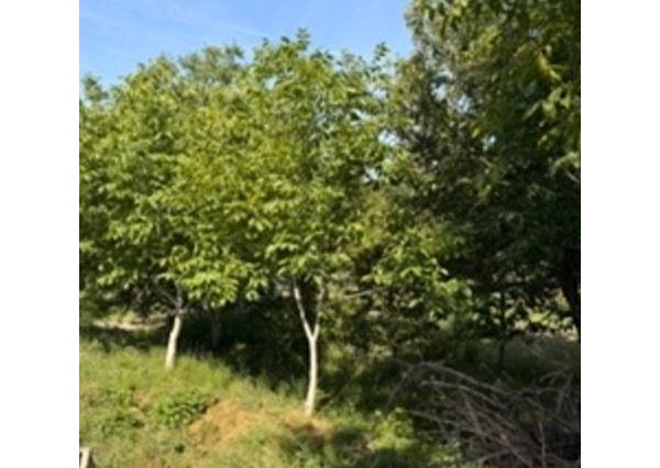 Na predaj záhrada s výmerou 444 m2, situovanú v tichej záhradkárskej oblasti 
