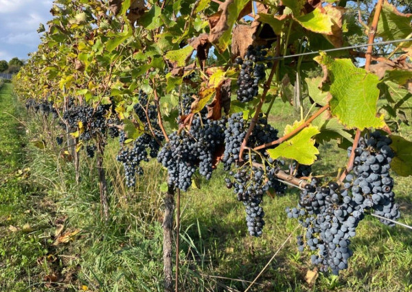 Na predaj krásny rekreačný pozemok – Pezinok