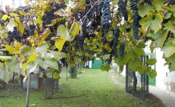 Útulný vidiecky rodinný dom s atmosférou na predaj - Tesárske Mlyňany - fotografia 20