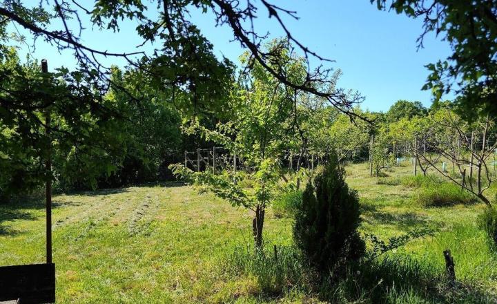 Na predaj rekreačná chatka s veľkým slnečným pozemkom pri Kučišdorskej doline – Pezinok TOP - fotografia 14