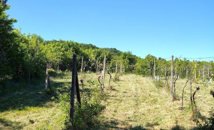 Na predaj rekreačná chatka s veľkým slnečným pozemkom pri Kučišdorskej doline – Pezinok TOP - fotografia 15