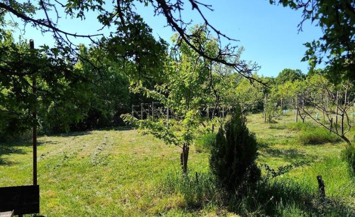 Na predaj rekreačná chatka s veľkým slnečným pozemkom pri Kučišdorskej doline – Pezinok TOP - fotografia 16